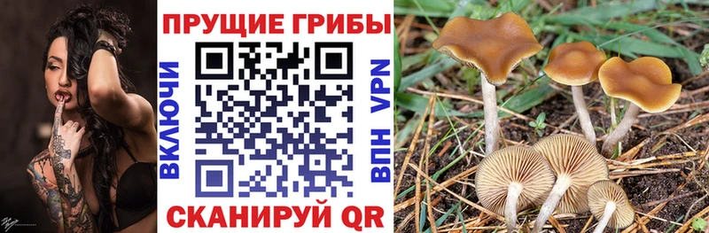 цены наркотик Воркута гидра онион Галлюциногенные грибы MAGIC MUSHROOMS